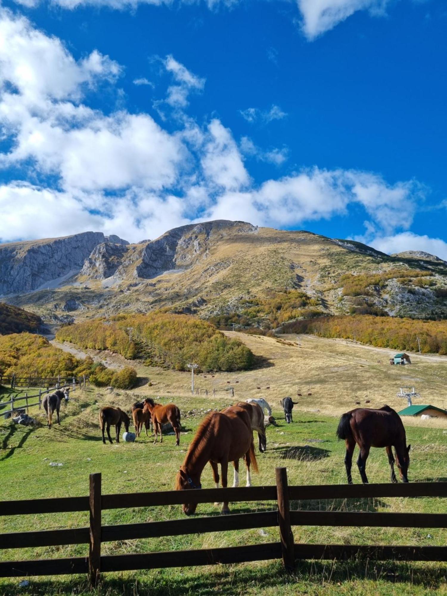 Villa Mountain House Žabljak Esterno foto